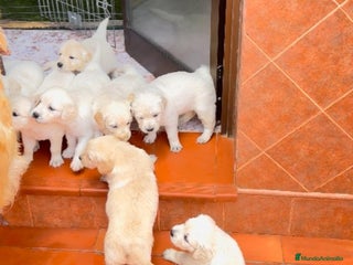 Golden Retriever perros en Jaén - Anuncio 3