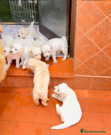 Golden Retriever perros en Jaén - Anuncio 6
