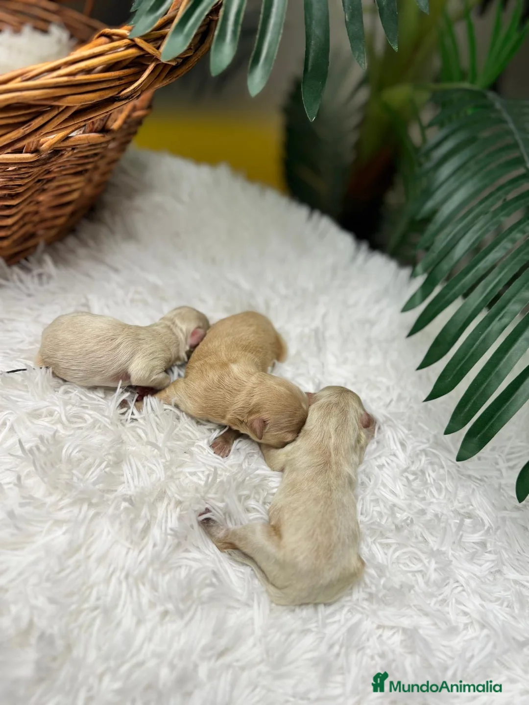 Maltipoo perros en venta: MALTIPOO - Anuncio 1