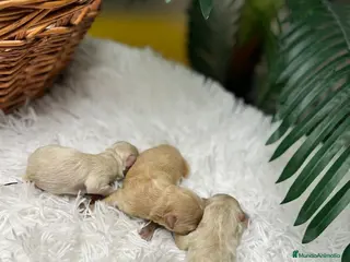 Maltipoo perros MALTIPOO - Anuncio 2