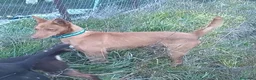 Podenco Andaluz perros en venta: Podenco andaluz - Anuncio 5