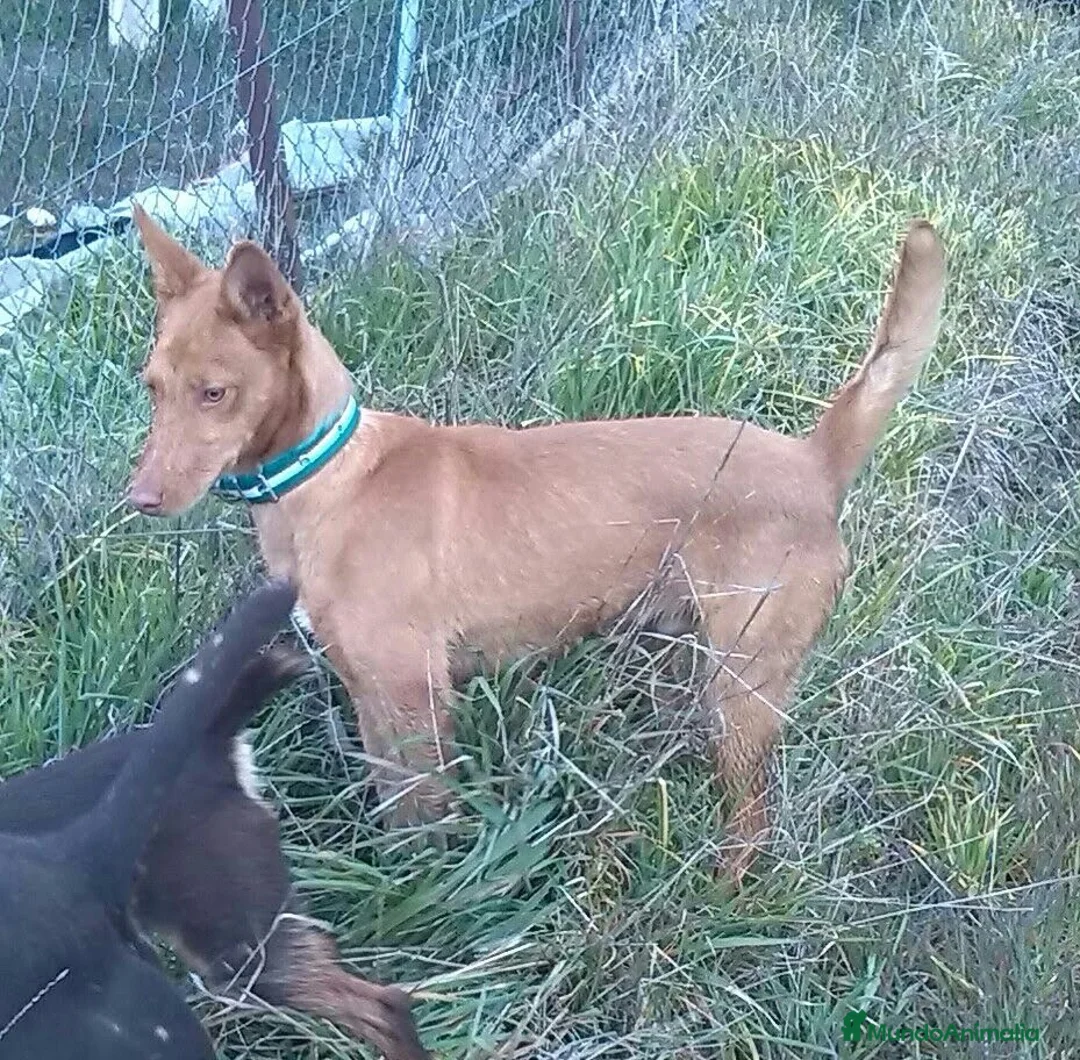 Podenco Andaluz perros en venta: Podenco andaluz - Anuncio 5