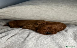 Caniche Toy perros en venta: 4 preciosos caniches toy rojos  - Imagen 6