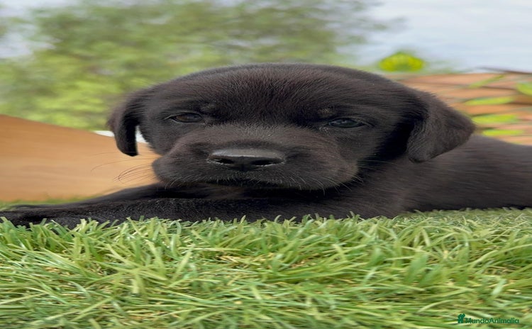 Labrador Retriever perros - Anuncio 1