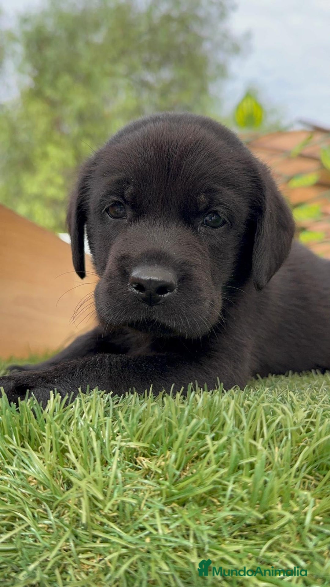 Labrador Retriever perros en venta: LABRADOR MACHO - Imagen 1