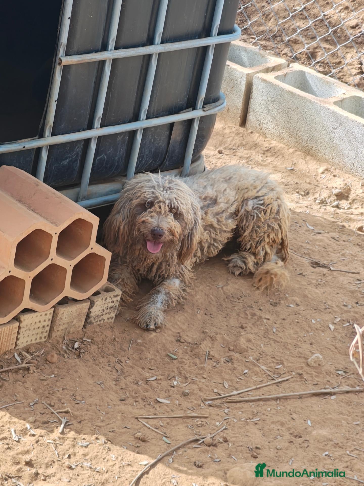 Perro de Agua Español perros Perra de agua  - Anuncio 1