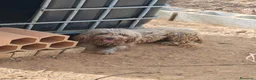 Perro de Agua Español perros en venta: Perra de agua  - Anuncio 1