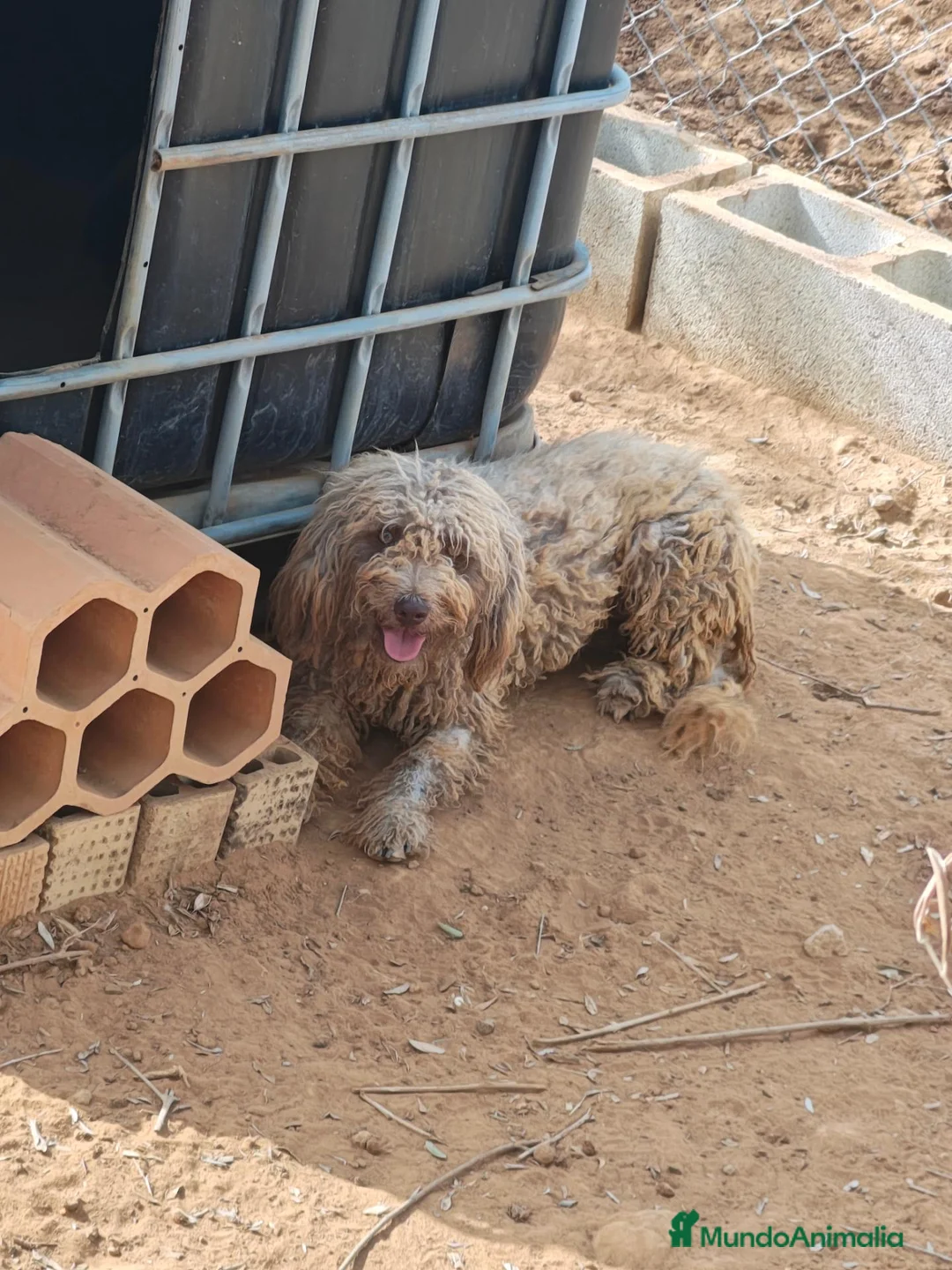 Perro de Agua Español perros en venta: Perra de agua  - Anuncio 1