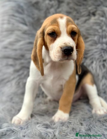 Beagle perros - Anuncio 5