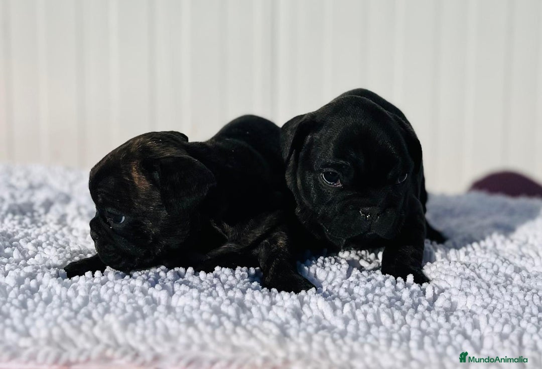 Bulldog Francés perros en venta: Bulldog francés negros  - Anuncio 4