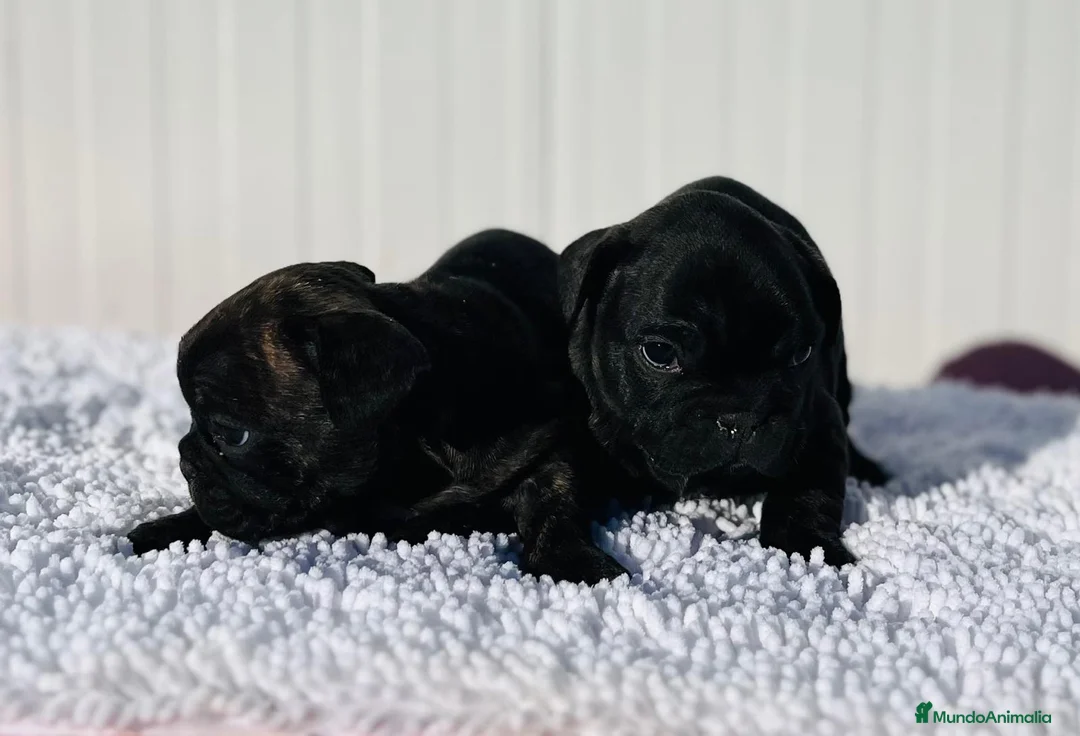 Bulldog Francés perros en venta: Bulldog francés negros  - Anuncio 4