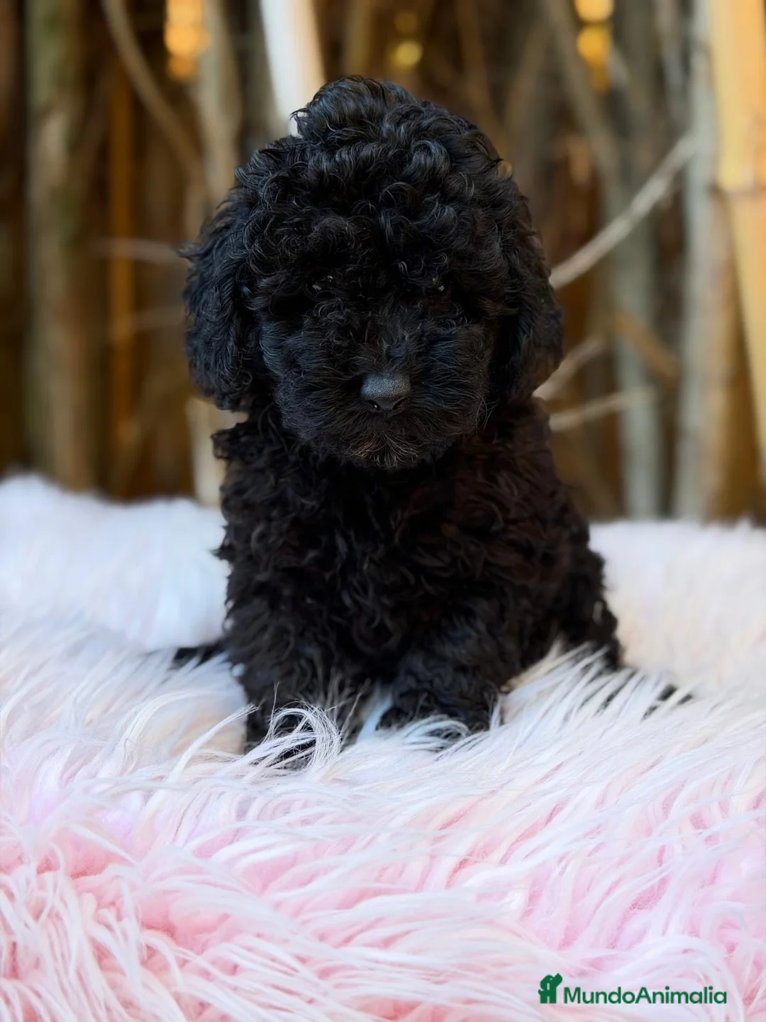 Caniche Enano perros en venta: Hembra caniche enano - Anuncio 1
