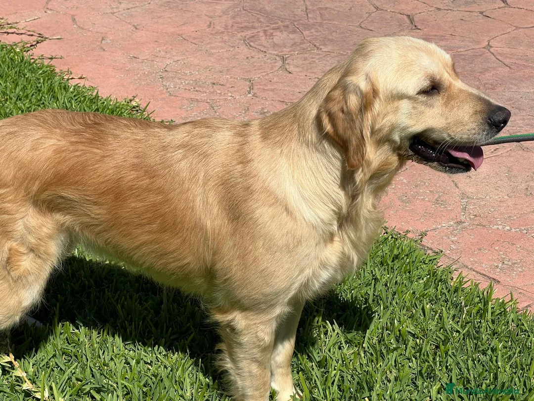 Golden Retriever perros en venta: Disponibles cachorros Golden retriever - Anuncio 2