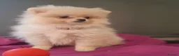 Pomerania perros en venta: POMERANIA - Anuncio 2