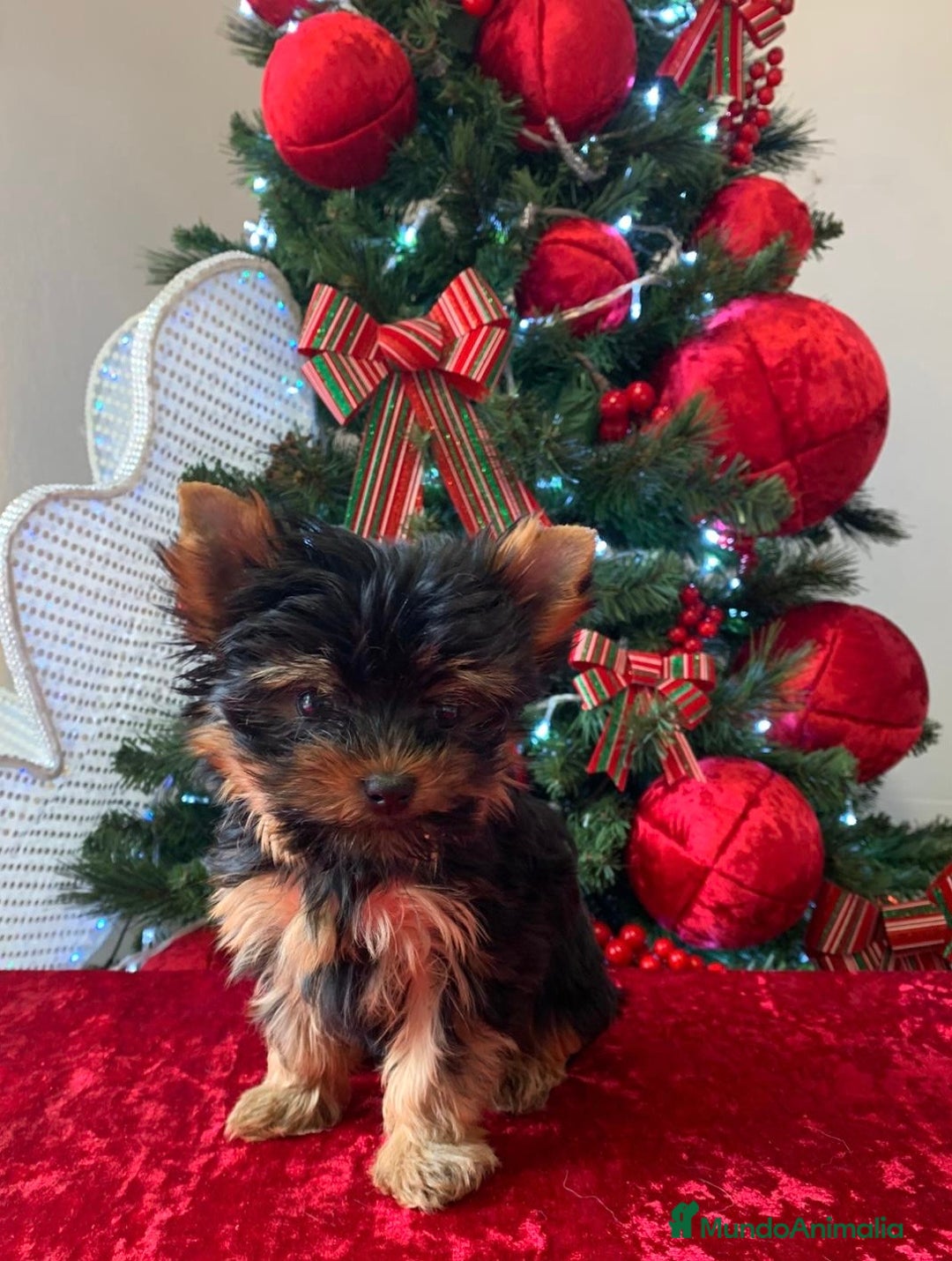 Yorkshire Terrier perros en venta: Niña de Yorkshire🐾 - Anuncio 3