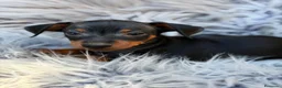 Pinscher Miniatura perros en venta: Macho pinscher miniatura 💙🐾 - Anuncio 2