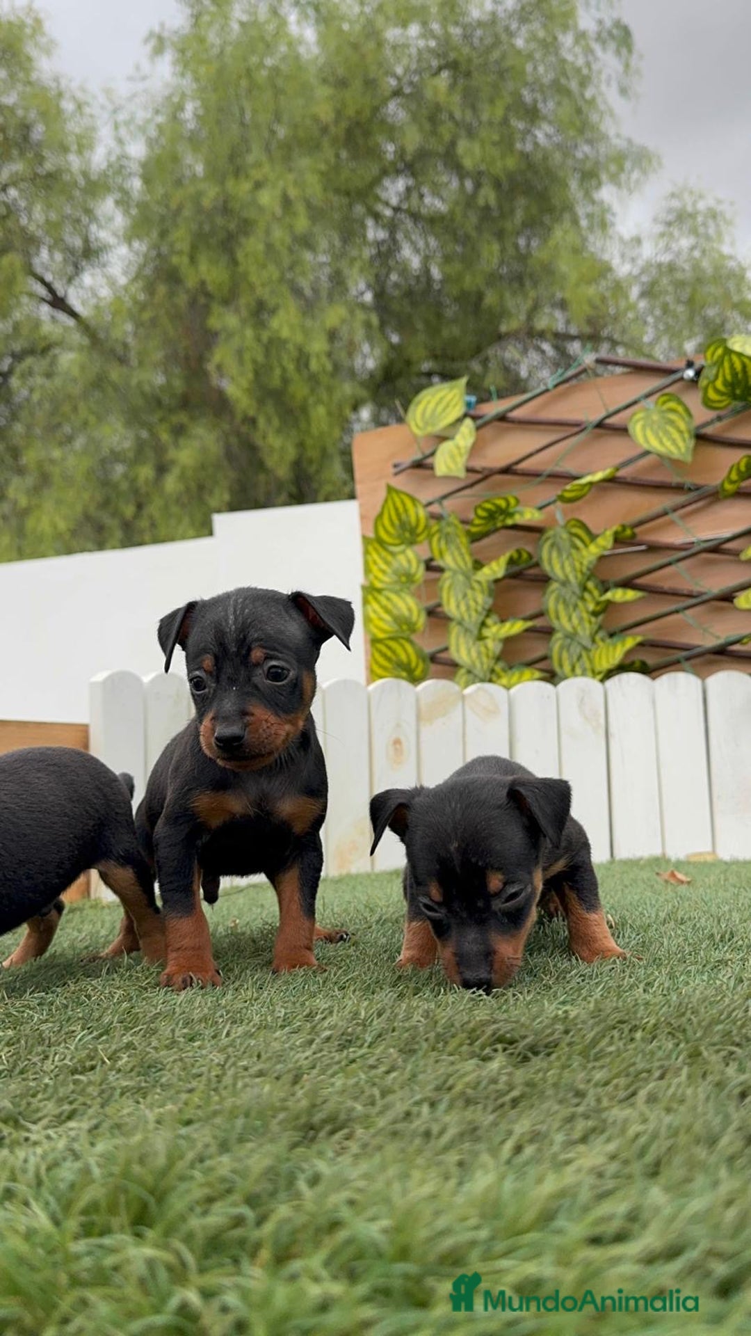 Pinscher Miniatura perros en venta: Pinscher - Imagen 9
