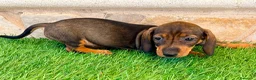 Teckel Miniatura perros en venta: Teckel Miniatura Hoja - Anuncio 16