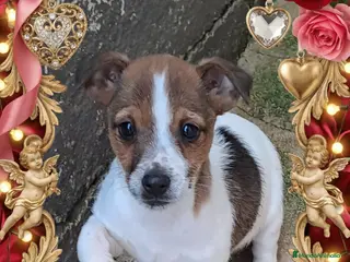 Jack Russell Terrier perros Jack russell - Anuncio 16