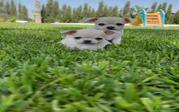Chihuahua perros en venta: CHIHUAHUA MACHO - Imagen 17