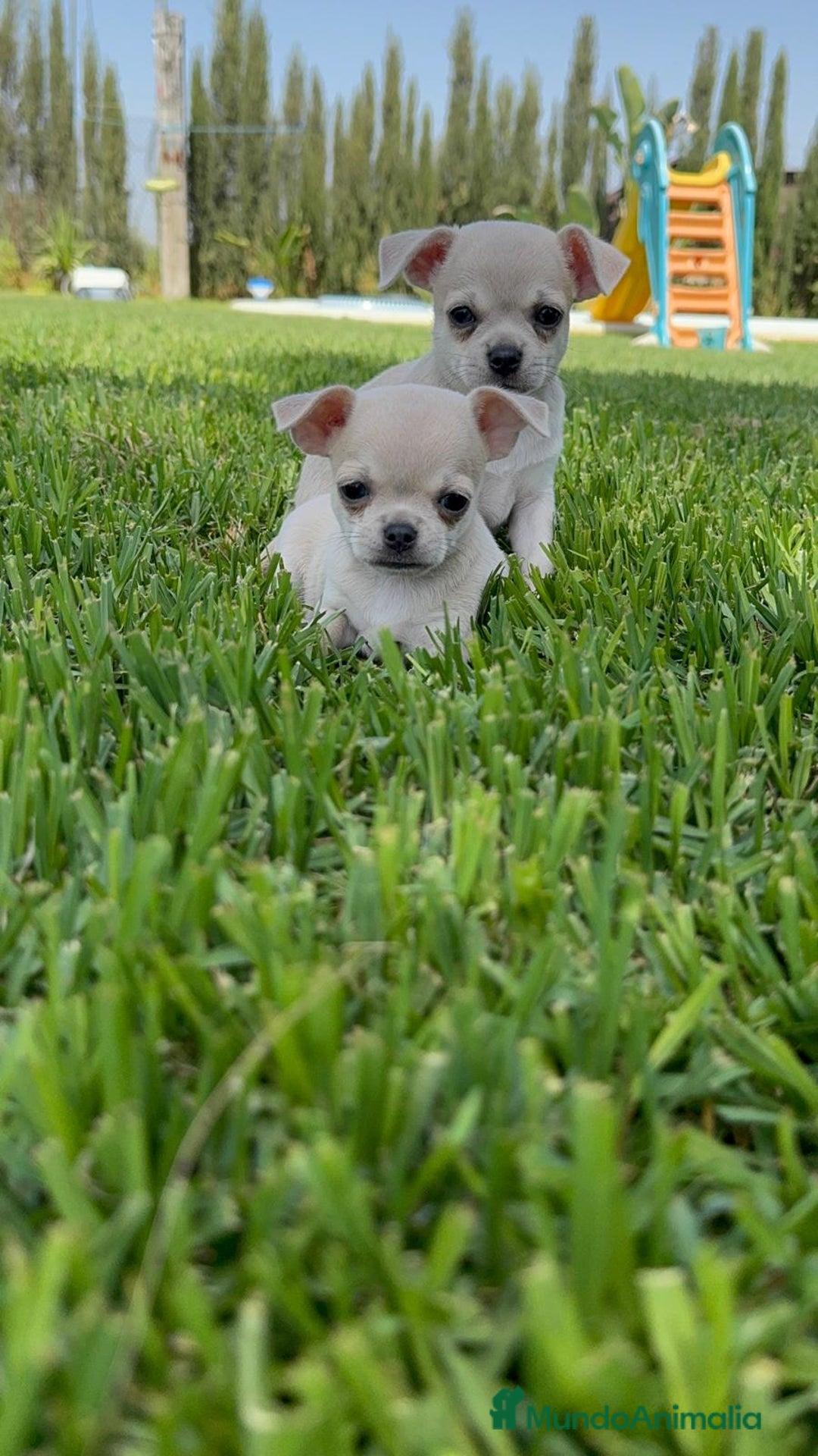 Chihuahua perros en venta: CHIHUAHUA MACHO - Imagen 17