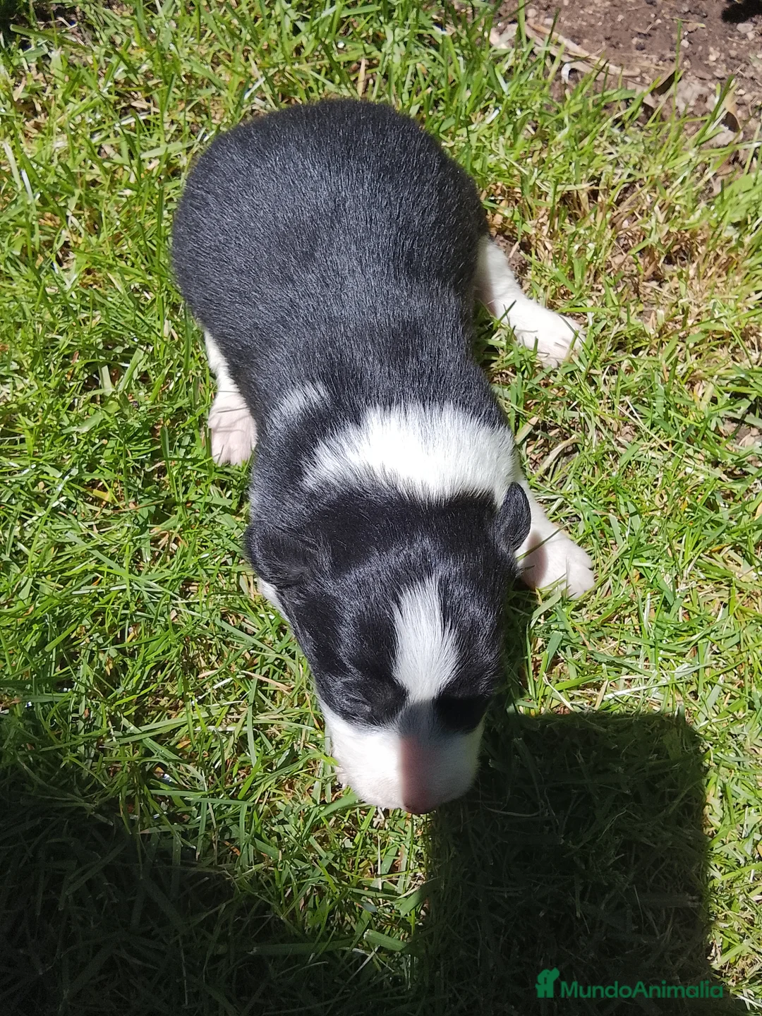 Border Collie perros en venta: Preciosa camada de border collie  - Anuncio 2