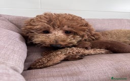 Caniche Toy perros en venta: CANICHE TOY  - Imagen 6