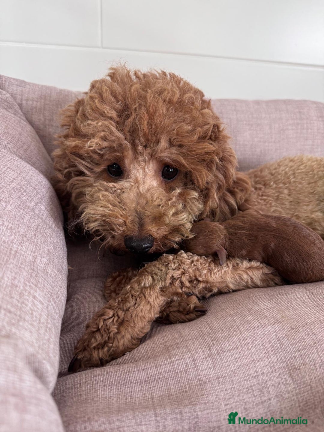 Caniche Toy perros en venta: CANICHE TOY  - Imagen 6