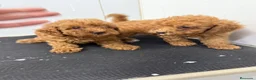 Caniche Toy perros en venta: Cachorros Caniche Toy 1.400€  - Anuncio 13