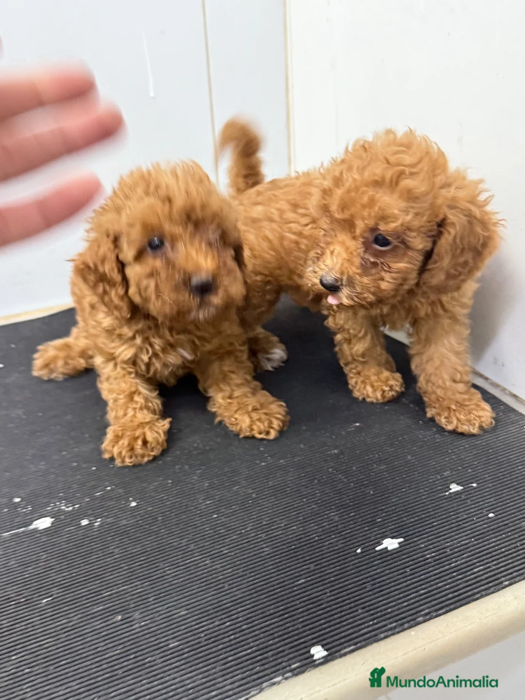 Caniche Toy perros en venta: Cachorros Caniche Toy 1.400€  - Anuncio 13