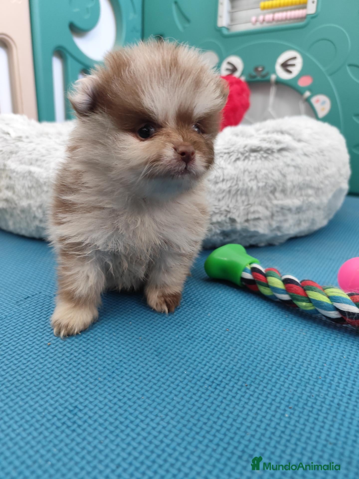 Pomerania perros Lulú de pomerania exotico - Anuncio 1
