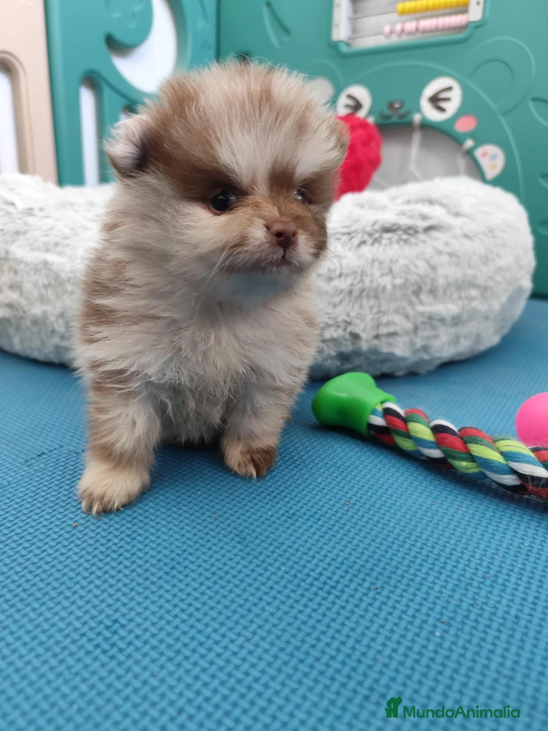 Pomerania perros en venta: Lulú de pomerania exotico - Anuncio 1