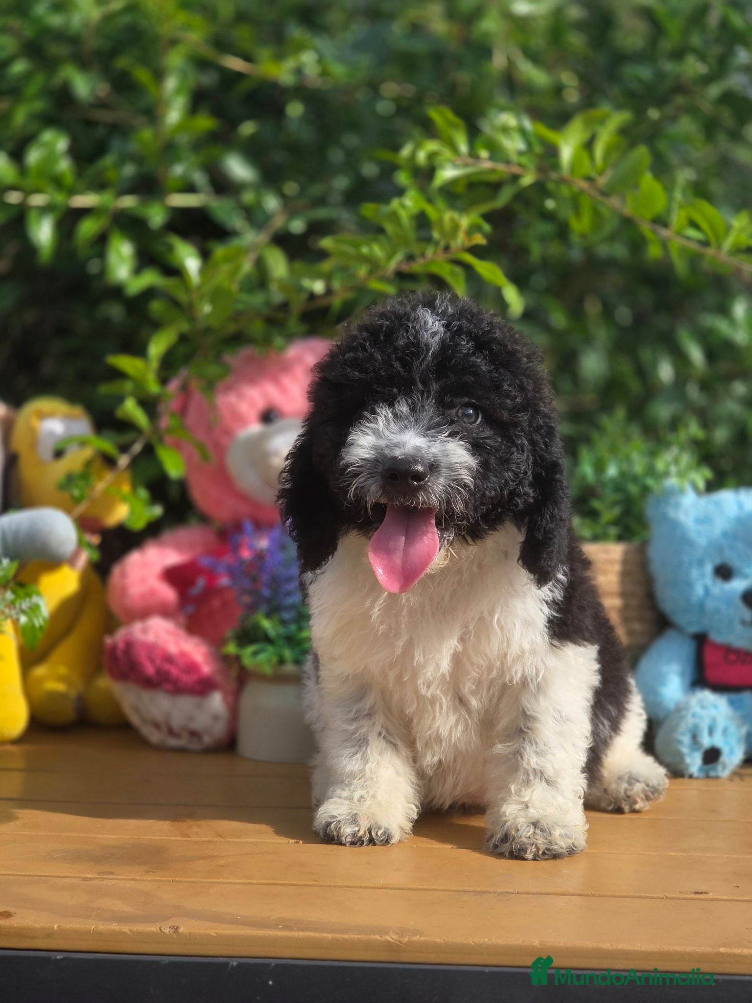 Perro de Agua Español perros Preciosos cachorros de perro de aguas - Anuncio 1