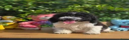 Perro de Agua Español perros en venta: Preciosos cachorros de perro de aguas - Anuncio 1