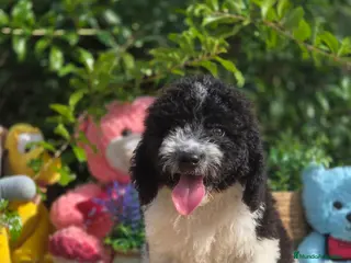Perro de Agua Español perros Preciosos cachorros de perro de aguas - Anuncio 1