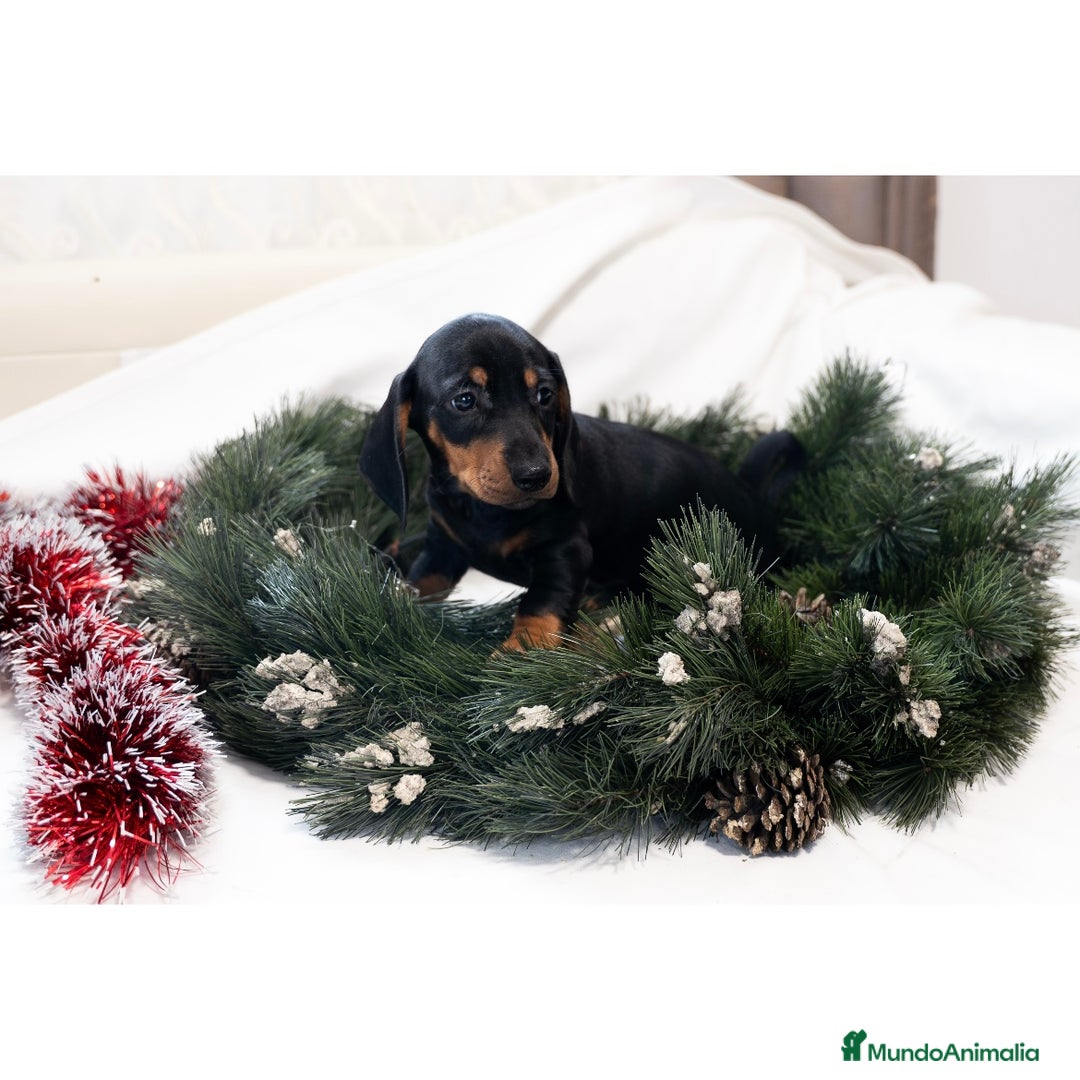 Teckel Miniatura perros en venta: Camada de Teckel miniatura 💙 - Anuncio 7