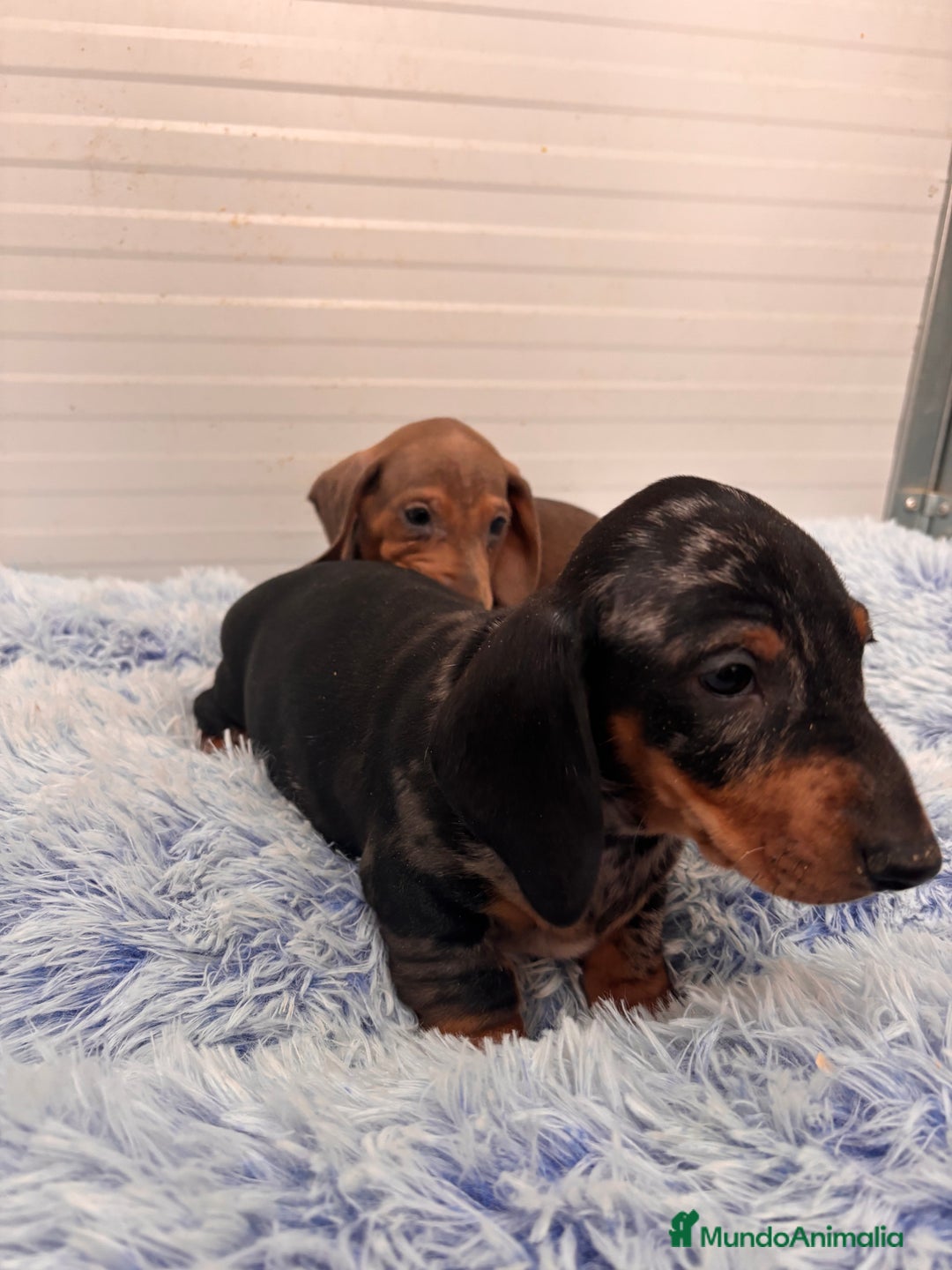 Teckel perros en venta: TECKEL STANDARD - Anuncio 19