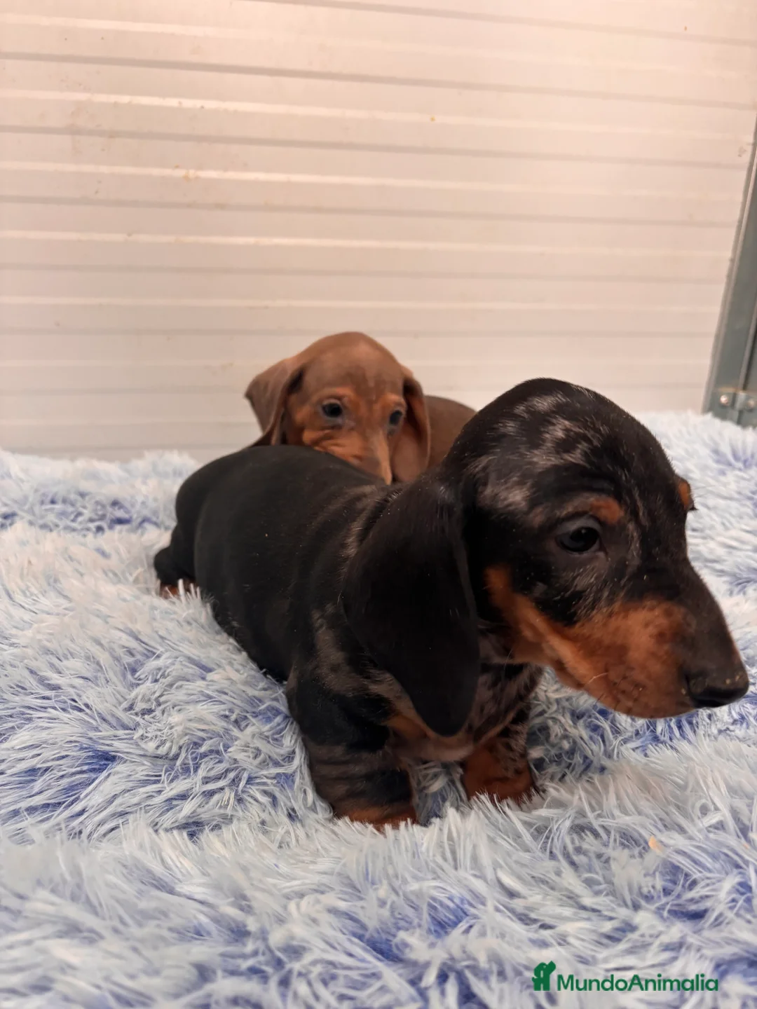 Teckel perros en venta: TECKEL STANDARD - Anuncio 19