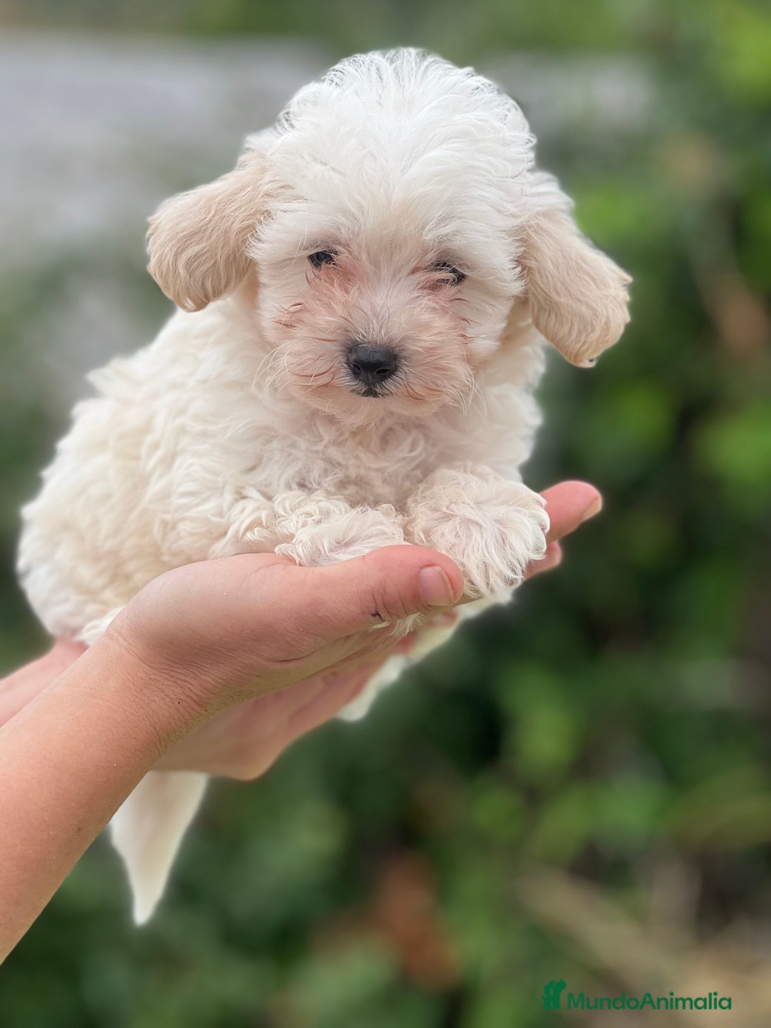 Maltipoo perros en venta: Maltipoo microtoy  - Imagen 2