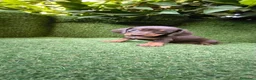 Teckel Miniatura perros en venta: teckel miniatura arlequín  y chocolates  - Anuncio 16