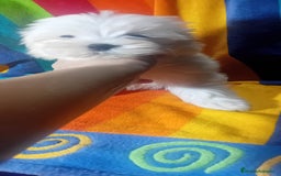 Bichón Maltés perros en venta: Maltés coreano toy ✨✨✨👈👈👈☎️ - Imagen 4