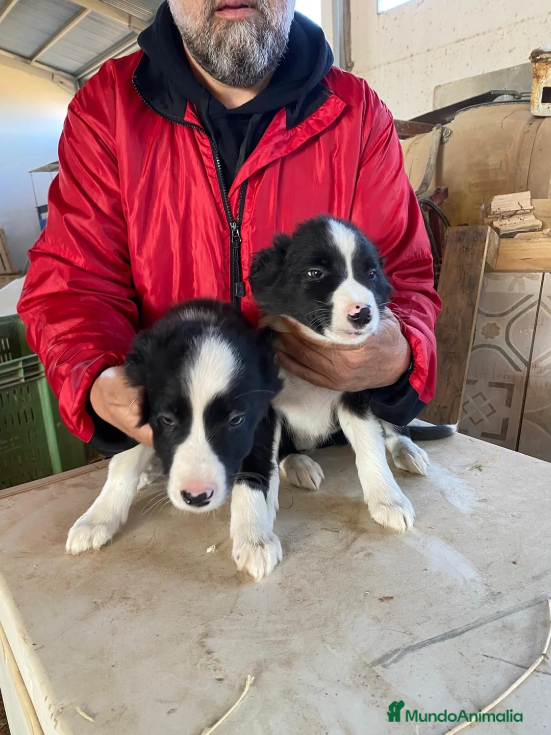 Border Collie perros en venta: CACHORROS DE BORDER COLLIE - Anuncio 6