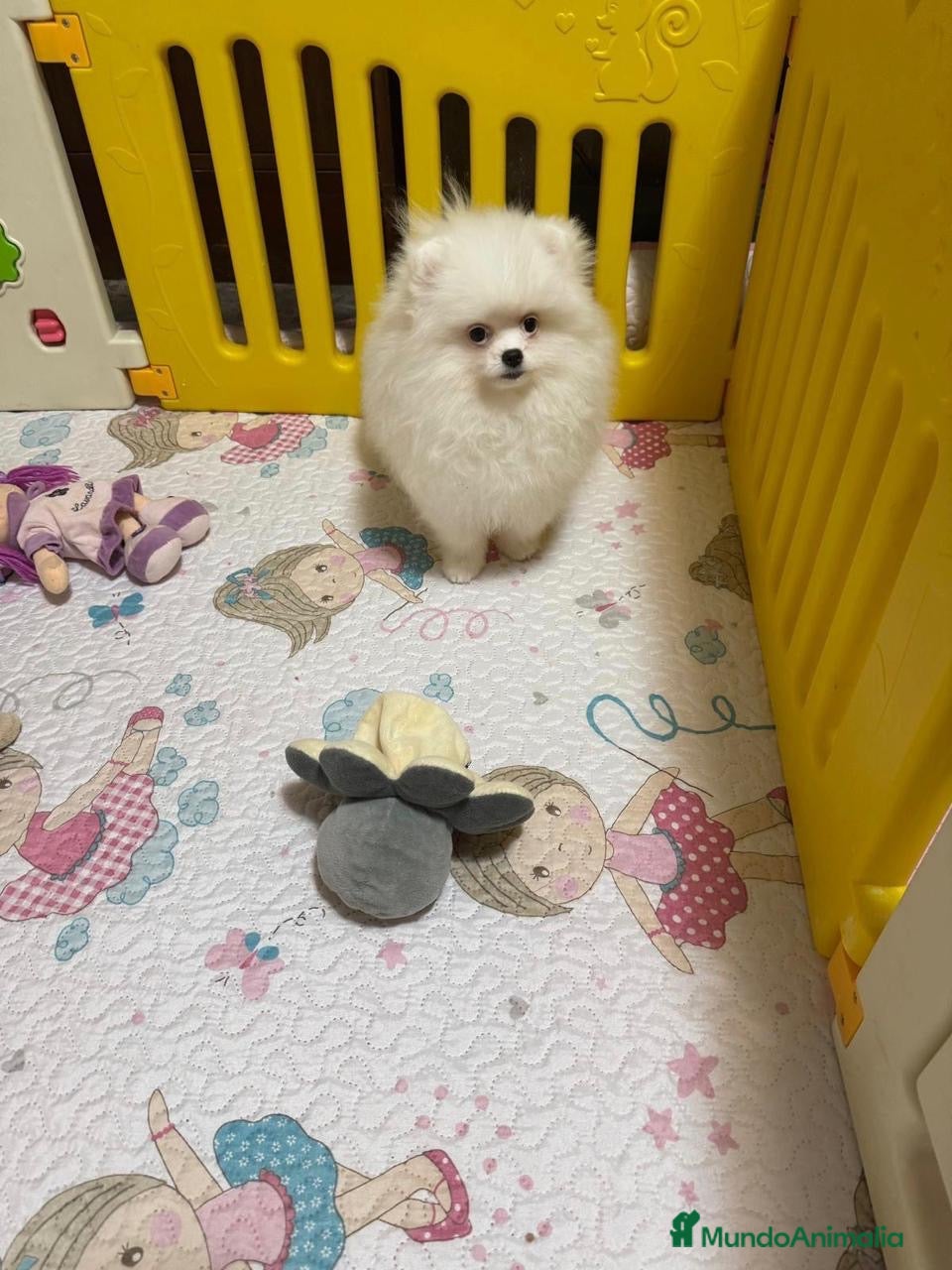 Pomerania perros Pomerania Hembra - Anuncio 2