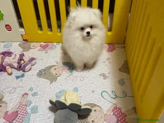 Pomerania perros Pomerania Hembra - Anuncio 25