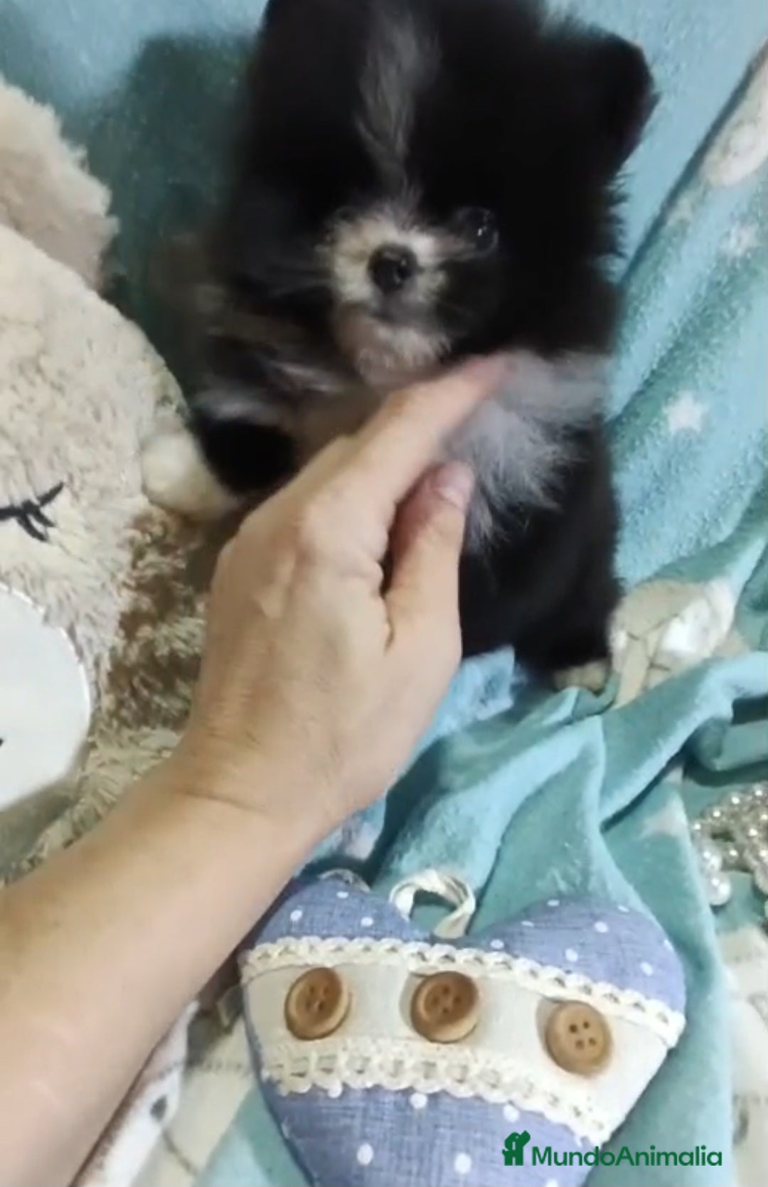 Pomerania perros en venta: ‼️POMERANIAS AMERICANOS - Imagen 5