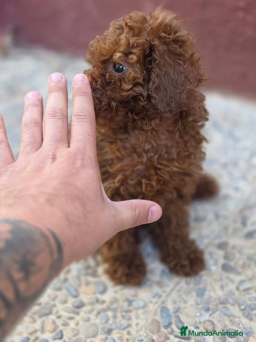 Caniche Toy perros en venta: Caniche toy rojo hembra - Anuncio 4