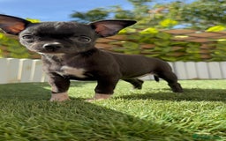 Chihuahua perros en venta: CHIHUAHUA HEMBRA - Imagen 4