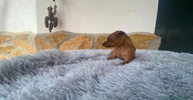 Pinscher Alemán perros - Propaganda 4