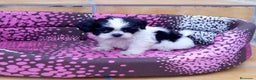 Shih Tzu perros en venta: Shihtzus preciosos en Barcelona - Anuncio 6