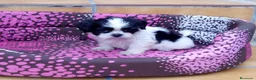 Shih Tzu perros en venta: Shihtzus preciosos en Barcelona - Anuncio 6